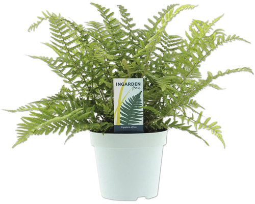 Pot avec plante de fougère