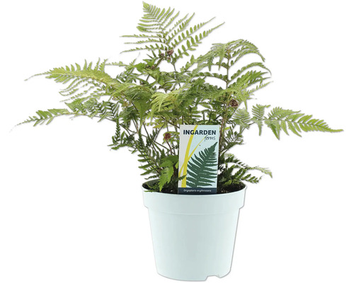 Fougère Dryopteris erythrosora en pot