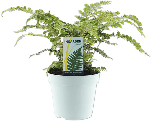 Capillaire dans un pot