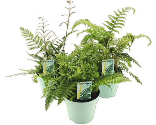 Fougères FloraSelf h 10-30 cm Co 2 l diff. variétés