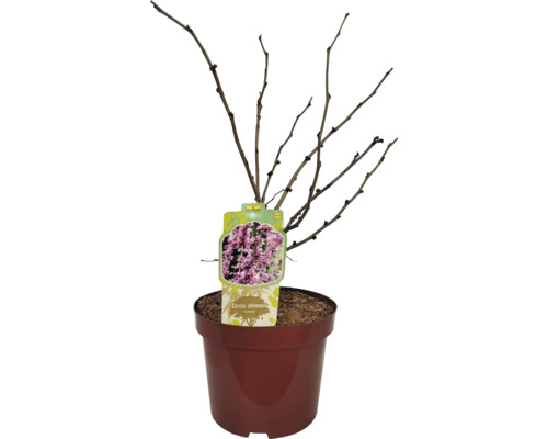 Judasbaum Cercis chinensis 'Avondale' H 40-60 cm Co 5 L