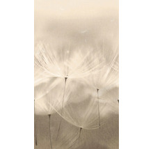 Gros plan sur des pissenlits