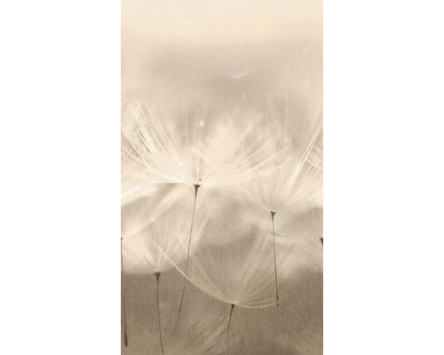 Gros plan sur des pissenlits