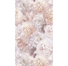 Gros plan de fleurs de pivoine