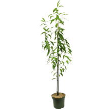 Pfirsichbaum im Topf