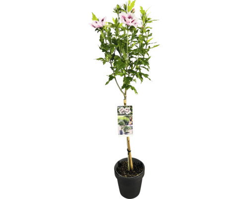 Garteneibisch Stamm FloraSelf Hibiscus syriacus 'Starburst Chiffon' Stammhöhe 50 cm Co 3 L halbgefüllte Blüten Garteneibisch Stamm FloraSelf Hibiscus syriacus 'Starburst Chiffon' Stammhöhe 50 cm Co 3 L halbgefüllte Blüten