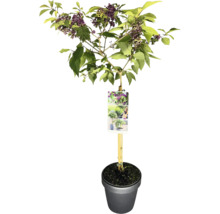 Schmetterlingsflieder im Topf mit Blättern und lila Blüten