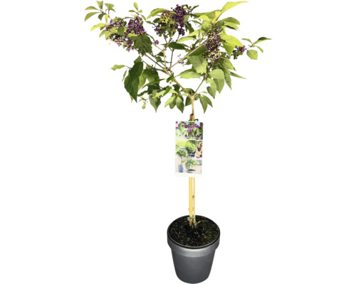 Liebesperlenstrauch Stamm FloraSelf Callicarpa bodinieri 'Profusion' Stammhöhe 50 cm Co 3 L Schmetterlingsflieder im Topf mit Blättern und lila Blüten