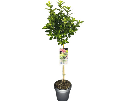 Buis sur tige en pot