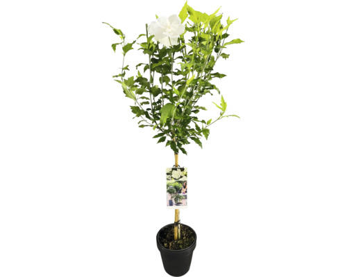 Garteneibisch Stamm FloraSelf Hibiscus syriacus 'White Chiffon' Stammhöhe 50 cm Co 3 L halbgefüllte Blüten Garteneibisch Stamm FloraSelf Hibiscus syriacus 'White Chiffon' Stammhöhe 50 cm Co 3 L halbgefüllte Blüten