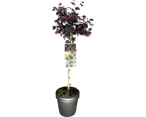 Chinesische Strauchweiche ''Black Pearl'' im Topf