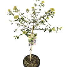 Arbuste à fleurs jaunes en pot