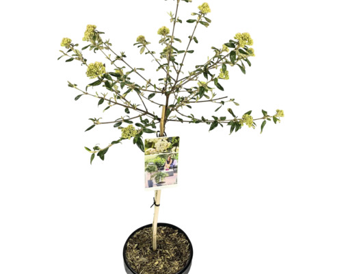 Viorne de Burkwood tronc FloraSelf Viburnum burkwoodii 'Conoy' hauteur du tronc 50 cm Co 3 L Arbuste à fleurs jaunes en pot
