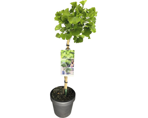 Ginkgo Baum im Topf
