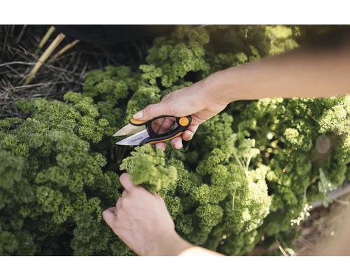 Eine Person schneidet mit einer Fiskars Kräuterschere Petersilie.