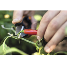 Ernte einer roten Chili mit einer Gartenschere