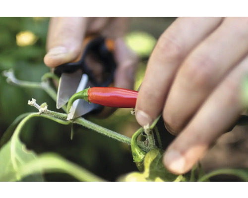 Ernte einer roten Chili mit einer Gartenschere