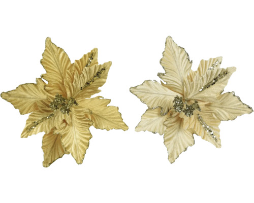 Deux fleurs d''étoile de Noël dorées comme décorations pour sapin de Noël
