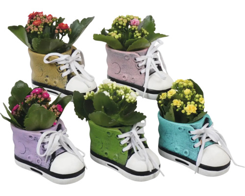 Arrangement de plantes d'intérieur Kalanchoe FloraSelf pot Ø 13 cm shoe
