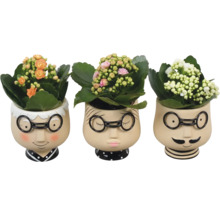 Trois kalanchoés dans des cache-pots décoratifs avec des visages
