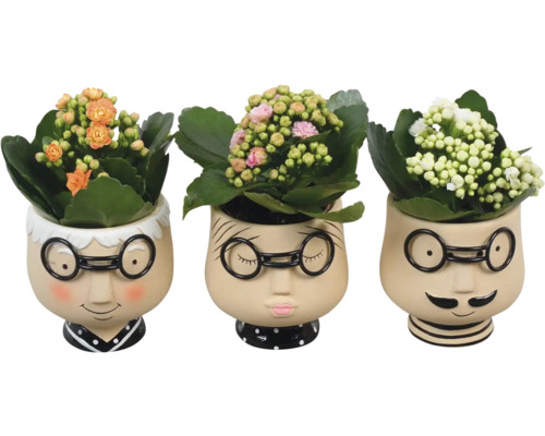 Arrangement de plantes d'intérieur Kalanchoe FloraSelf pot Ø 9 cm