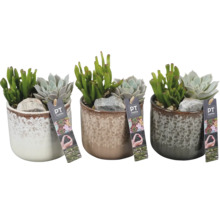Trois pots avec des plantes succulentes et des pierres avec le logo PT Creations