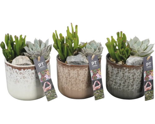 Arrangement de plantes d'intérieur succulentes FloraSelf pot Ø 12 cm Levi