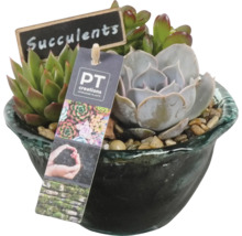 Plantes succulentes en pot avec panneau et étiquette de plante