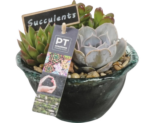 Arrangement de plantes d'intérieur succulentes FloraSelf coupe en verre Ø 15 cm
