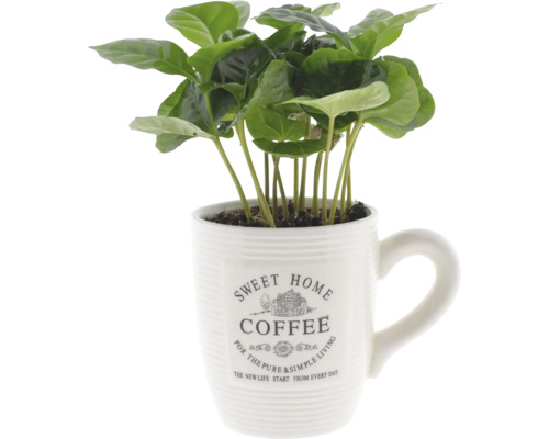 Véritable caféier dans une tasse à café FloraSelf Coffea arabica h env. 15 cm cache-potØ 9 cm