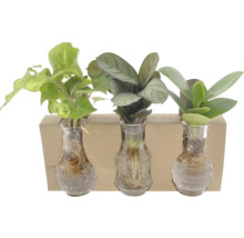 Trois plantes dans des vases en verre avec support en bois