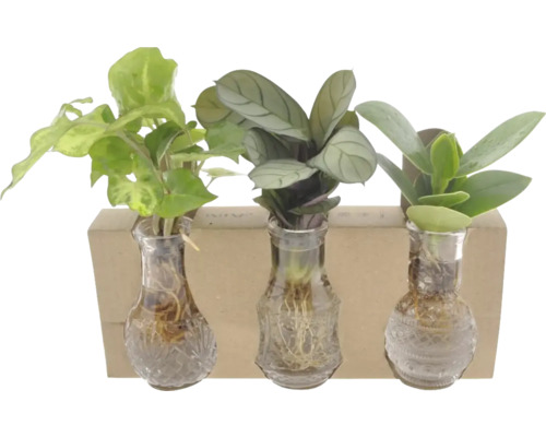 Plantes d'intérieur lot de 3 dans un verre hydroponique Berlin