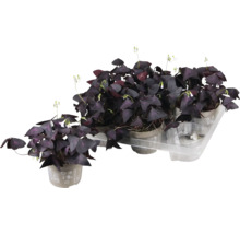 Plusieurs plants d''Oxalis triangularis en pot sur une étagère transparente.