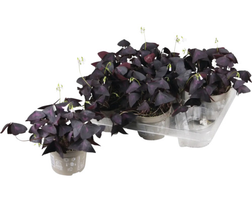 Oxalis, oxalide à quatre folioles rouge violet FloraSelf Oxalis Ikigai purple pot Ø 12 cm, beau feuillage