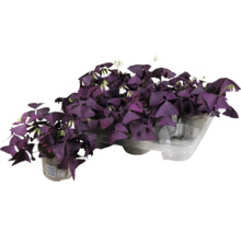 Oxalis avec des feuilles violettes et des fleurs blanches en pot