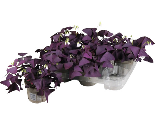 Oxalis, oxalide à quatre folioles rouge rpuge FloraSelf Oxalis Ikigai red pot Ø 12 cm, beau feuillage