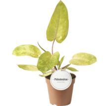 Philodendron Zimmerpflanze in braunem Topf