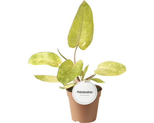 Philodendron Zimmerpflanze in braunem Topf