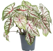 Caladium Pflanze in einem Topf