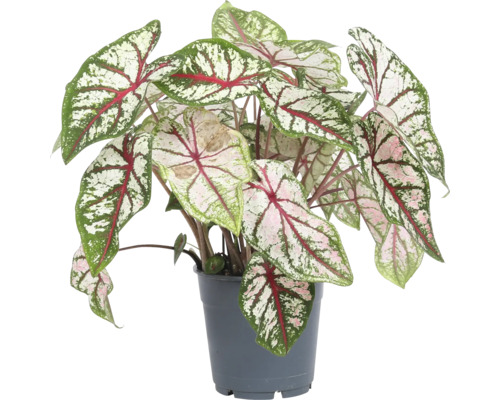 Caladium Mix FloraSelf Caladium Proven Winners pot Ø 17 cm sélection de variétés aléatoire Caladium Mix FloraSelf Caladium Proven Winners pot Ø 17 cm sélection de variétés aléatoire