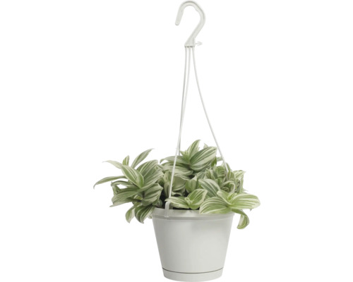 Dreimasterblume Ampel FloraSelf Tradescantia White Beach Ø 12 Ampeltopf