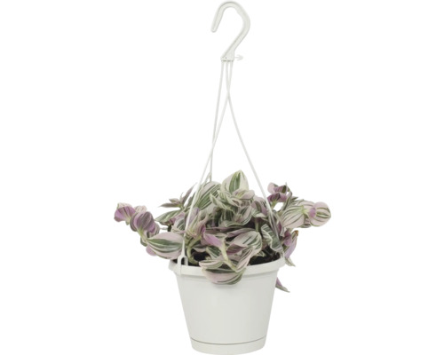 Suspension de misère, juif errant FloraSelf Tradescantia 'Lilac' suspension Ø 12 cm Suspension de misère, juif errant FloraSelf Tradescantia 'Lilac' suspension Ø 12 cm