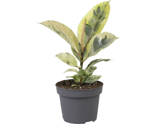 Arbre à caoutchouc FloraSelf Ficus elastica 'Schrijveriana' h env .25 cm pot Ø 12 cm Arbre à caoutchouc FloraSelf Ficus elastica 'Schrijveriana' h env .25 cm pot Ø 12 cm