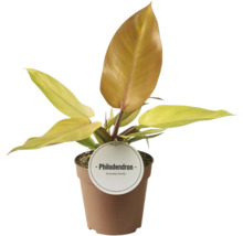 Plante de philodendron en pot