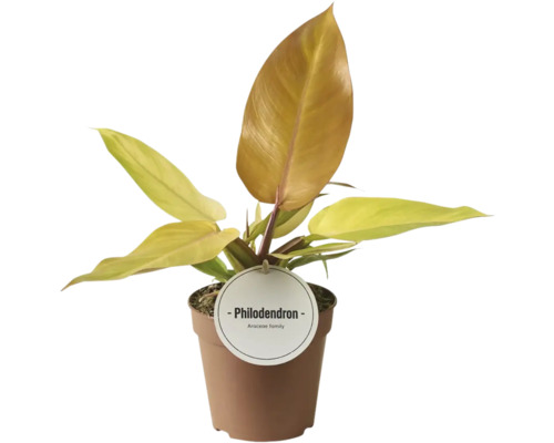 Plante de philodendron en pot