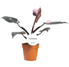 Philodendron plante d''intérieur en pot
