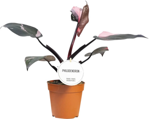 Philodendron plante d''intérieur en pot