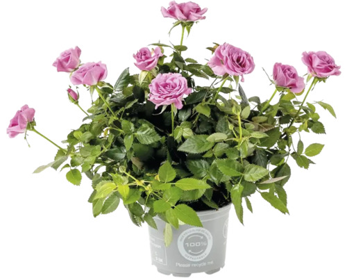 Zimmerrose FloraSelf Rosa KordanaØ 10,5 cm Topf lila