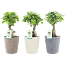Trois plants bonsaï Ficus Ginseng en pots