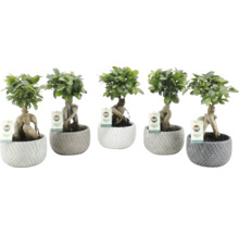 Bonsaïs de ginseng divers en pots